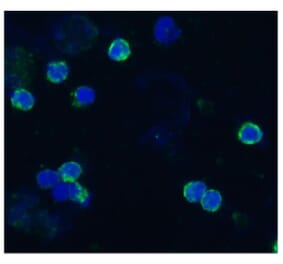 ICC - Anti-CD18 Antibody [IVA35] (A86647)