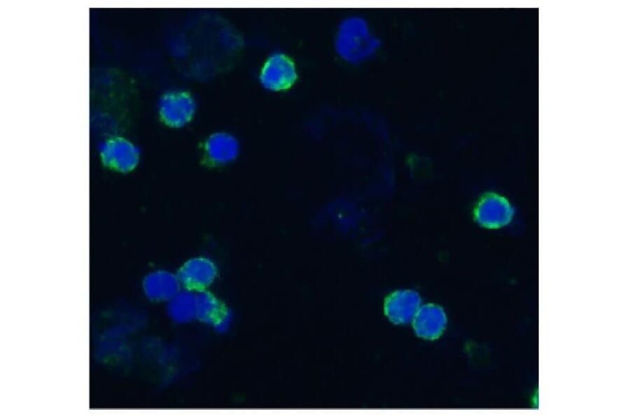 ICC - Anti-CD18 Antibody [IVA35] (A86647)