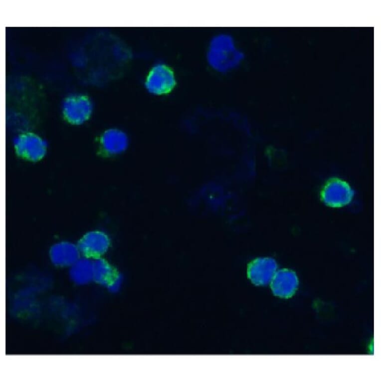 ICC - Anti-CD18 Antibody [IVA35] (A86647)