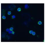ICC - Anti-CD18 Antibody [IVA35] (A86647)