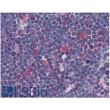 IHC - Anti-CDK1 Antibody [POH-1] (A86650)