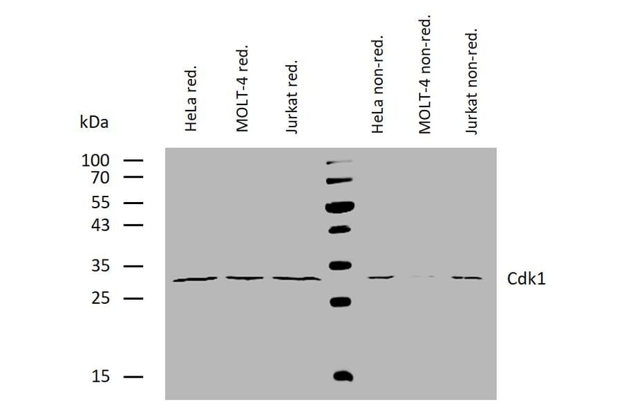 WB - Anti-CDK1 Antibody [POH-1] (A86650)