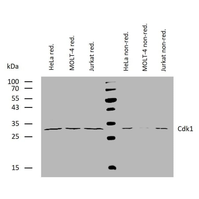WB - Anti-CDK1 Antibody [POH-1] (A86650)