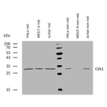 WB - Anti-CDK1 Antibody [POH-1] (A86650)