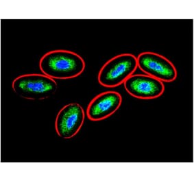 ICC - Anti-Vimentin Antibody [VI-10] (A86652)