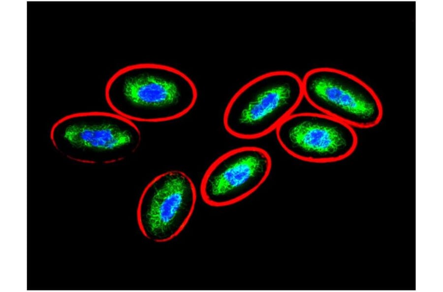 ICC - Anti-Vimentin Antibody [VI-10] (A86652)