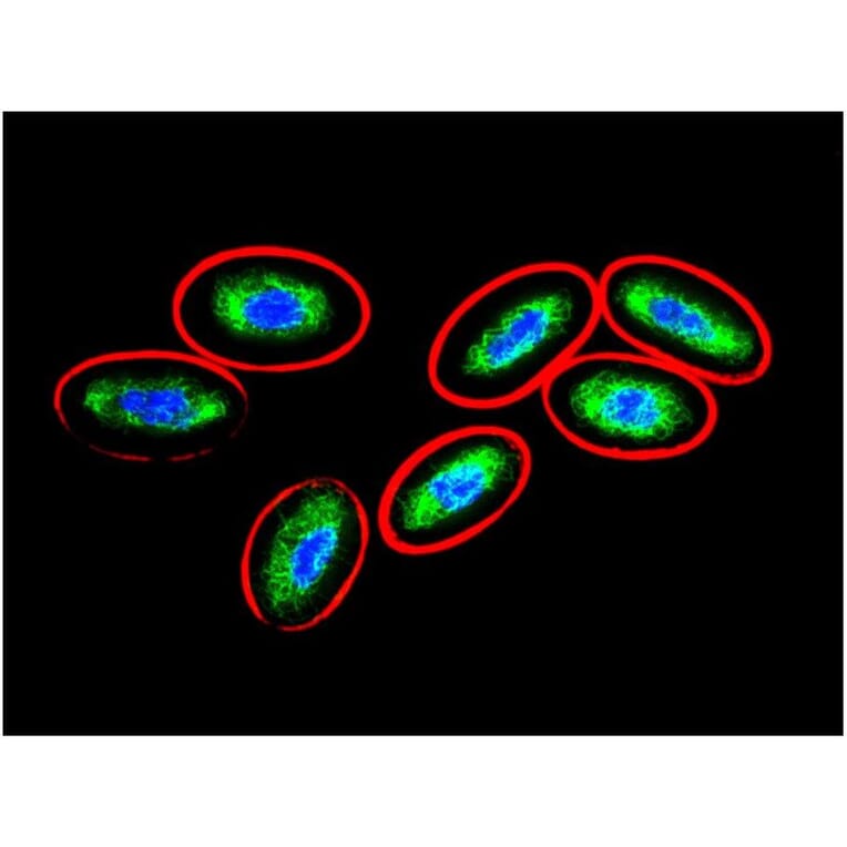ICC - Anti-Vimentin Antibody [VI-10] (A86652)