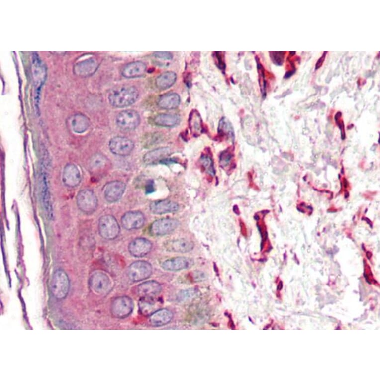 IHC - Anti-Vimentin Antibody [VI-10] (A86652)
