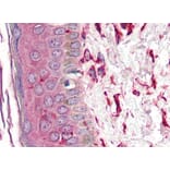 IHC - Anti-Vimentin Antibody [VI-10] (A86652)