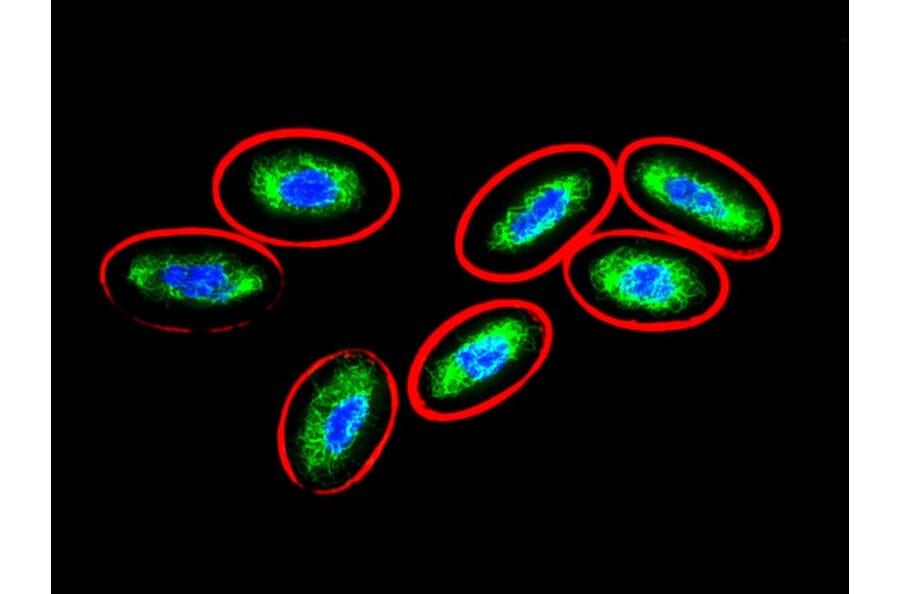 Immunocytochemistry - Anti-Vimentin Antibody [VI-10] (A86650) - Antibodies.com