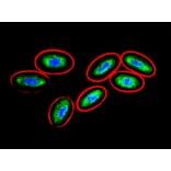 Immunocytochemistry - Anti-Vimentin Antibody [VI-10] (A86650) - Antibodies.com