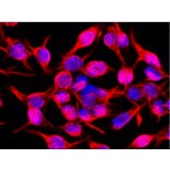 Immunocytochemistry - Anti-Vimentin Antibody [VI-10] (A86652) - Antibodies.com