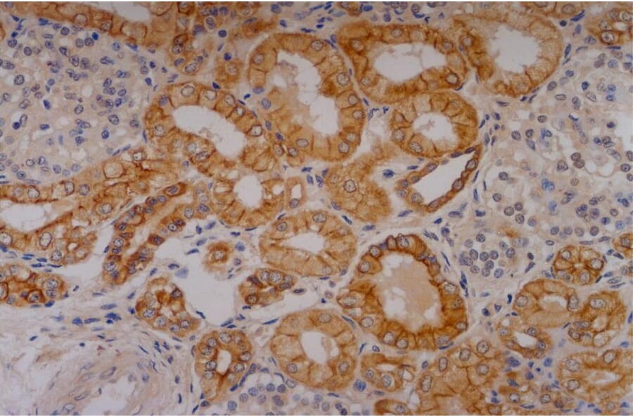 IHC - Anti-Cytokeratin 18 Antibody [C-04] (A86656)