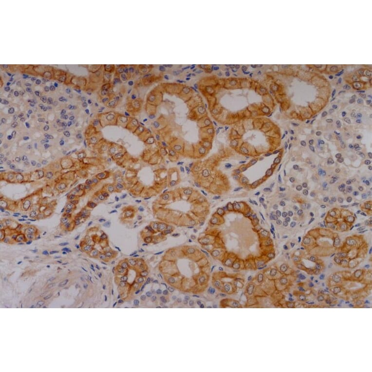IHC - Anti-Cytokeratin 18 Antibody [C-04] (A86656)