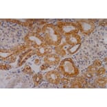 IHC - Anti-Cytokeratin 18 Antibody [C-04] (A86656)