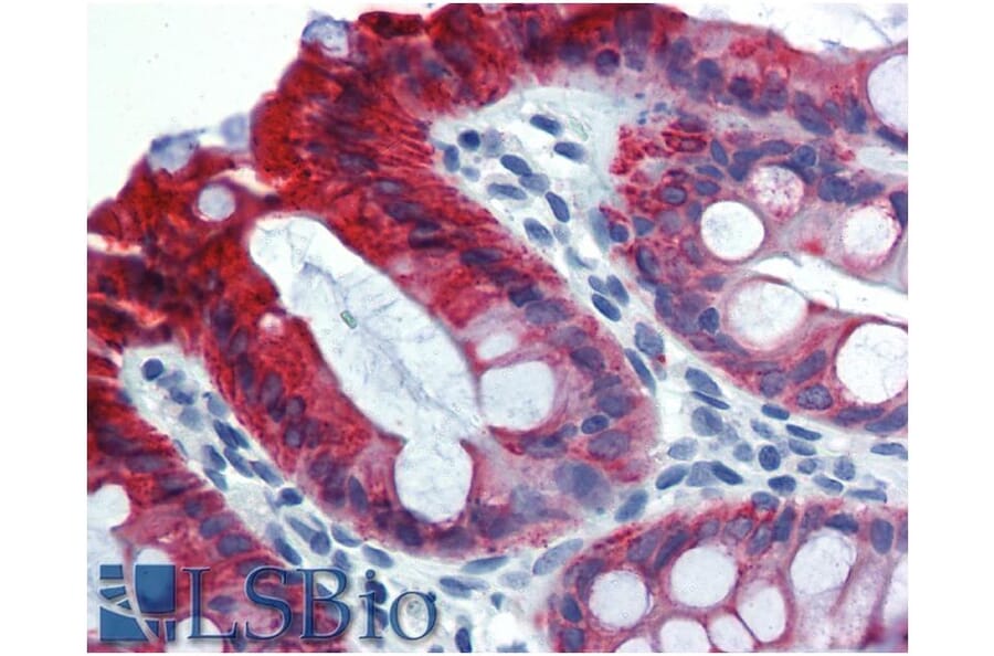 IHC - Anti-Cytokeratin 18 Antibody [C-04] (A86656)
