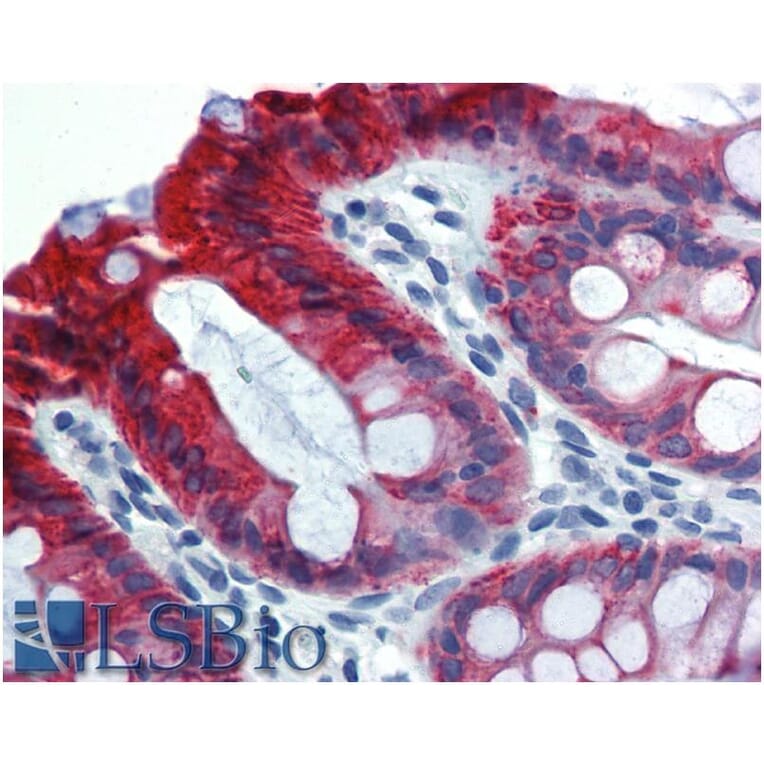 IHC - Anti-Cytokeratin 18 Antibody [C-04] (A86656)