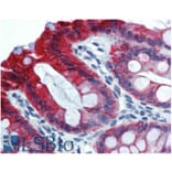 IHC - Anti-Cytokeratin 18 Antibody [C-04] (A86656)