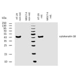 WB - Anti-Cytokeratin 18 Antibody [C-04] (A86656)