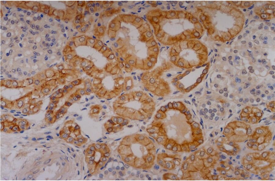 Immunohistochemistry - Anti-Cytokeratin 18 Antibody [C-04] (A86656) - Antibodies.com