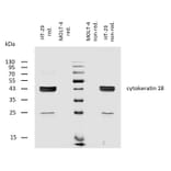 WB - Anti-Cytokeratin 18 Antibody [C-04] (Biotin) (A86659)