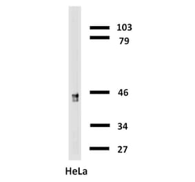 Western Blot - Anti-Cytokeratin 18 Antibody [C-04] (Biotin) (A86656) - Antibodies.com