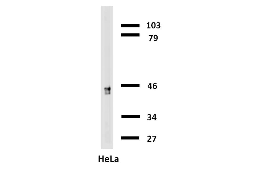 Western Blot - Anti-Cytokeratin 18 Antibody [C-04] (Biotin) (A86656) - Antibodies.com