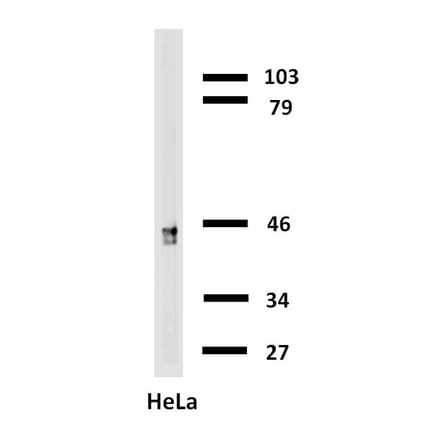 Western Blot - Anti-Cytokeratin 18 Antibody [C-04] (Biotin) (A86656) - Antibodies.com