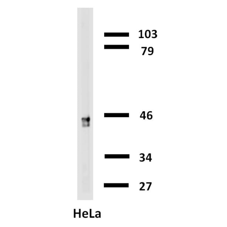 Western Blot - Anti-Cytokeratin 18 Antibody [C-04] (Biotin) (A86656) - Antibodies.com