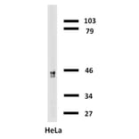 Western Blot - Anti-Cytokeratin 18 Antibody [C-04] (Biotin) (A86656) - Antibodies.com
