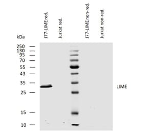 WB - Anti-LIME Antibody [LIME-10] (A86661)
