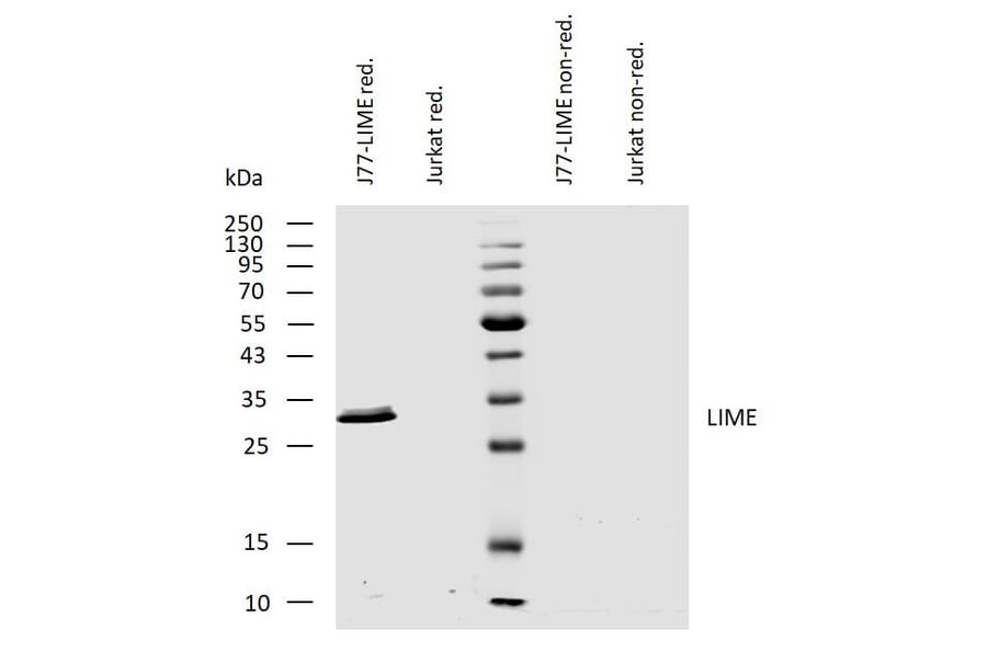 WB - Anti-LIME Antibody [LIME-10] (A86661)