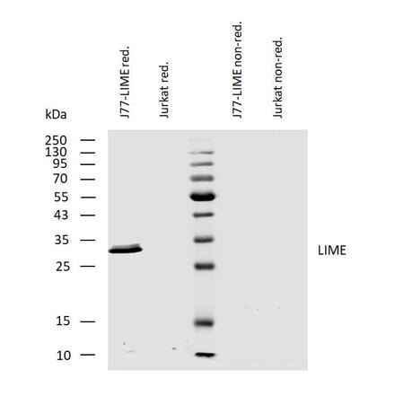 WB - Anti-LIME Antibody [LIME-10] (A86661)