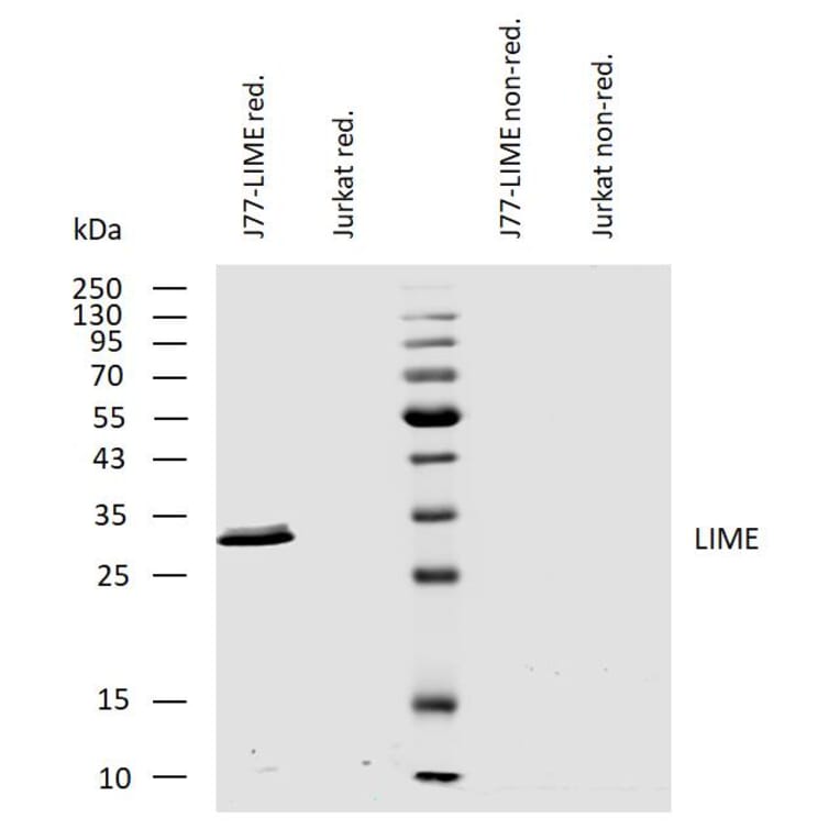 WB - Anti-LIME Antibody [LIME-10] (A86661)