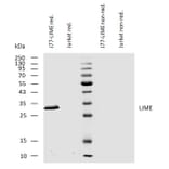 WB - Anti-LIME Antibody [LIME-10] (A86661)
