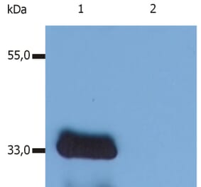 Western Blot - Anti-LIME Antibody [LIME-10] (A86659) - Antibodies.com