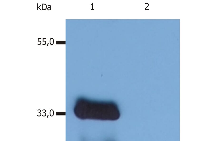 Western Blot - Anti-LIME Antibody [LIME-10] (A86659) - Antibodies.com