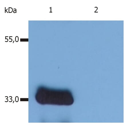 Western Blot - Anti-LIME Antibody [LIME-10] (A86659) - Antibodies.com