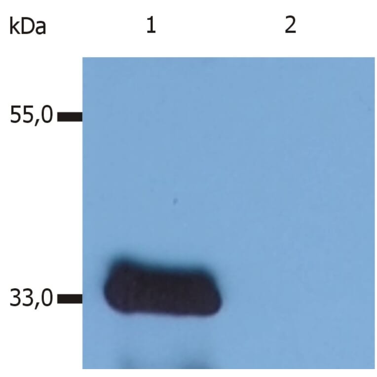Western Blot - Anti-LIME Antibody [LIME-10] (A86659) - Antibodies.com