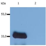Western Blot - Anti-LIME Antibody [LIME-10] (A86659) - Antibodies.com