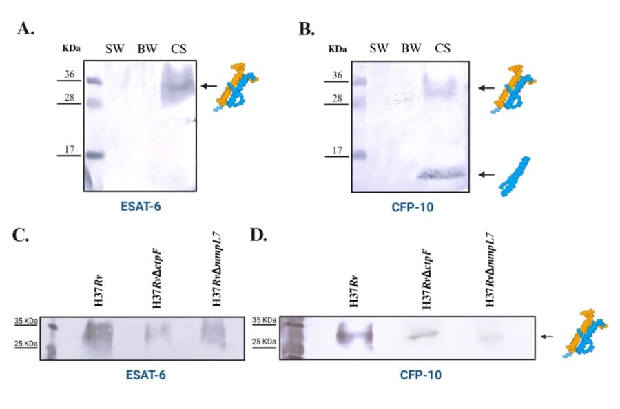 Western Blot - Anti-Mycobacterium tuberculosis CFP10 Antibody (A86662) - Antibodies.com Citation