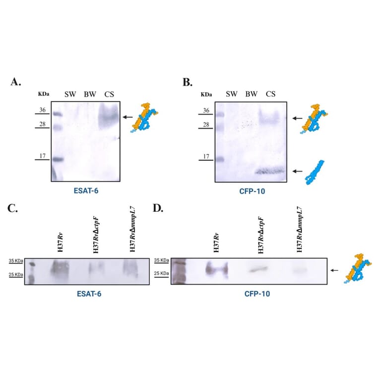 Western Blot - Anti-Mycobacterium tuberculosis CFP10 Antibody (A86662) - Antibodies.com Citation