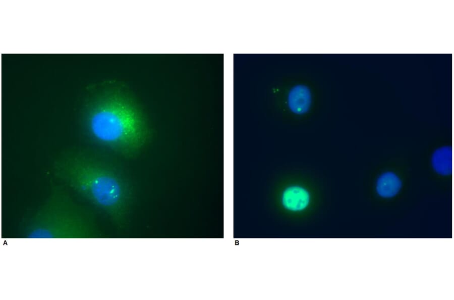 ICC - Anti-Daxx Antibody [DAXX-01] (A86665)