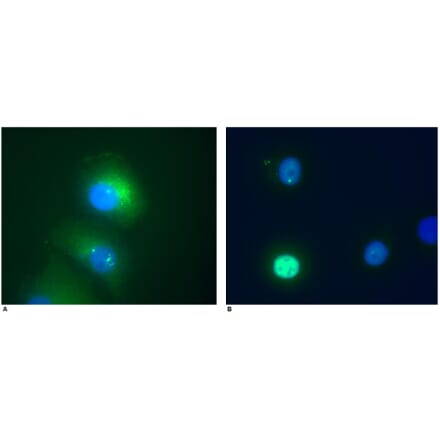 ICC - Anti-Daxx Antibody [DAXX-01] (A86665)