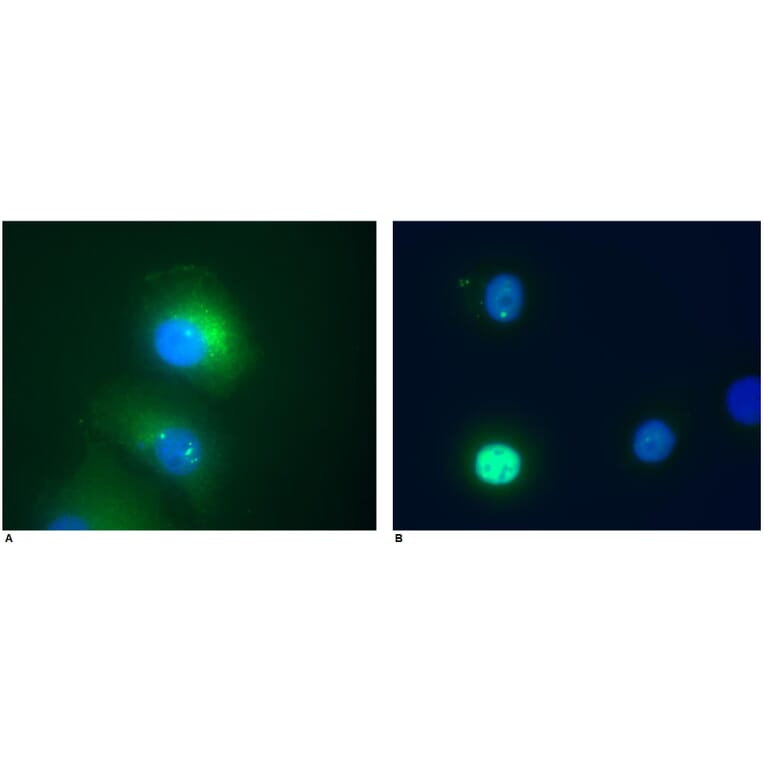 ICC - Anti-Daxx Antibody [DAXX-01] (A86665)