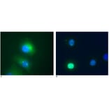 ICC - Anti-Daxx Antibody [DAXX-01] (A86665)