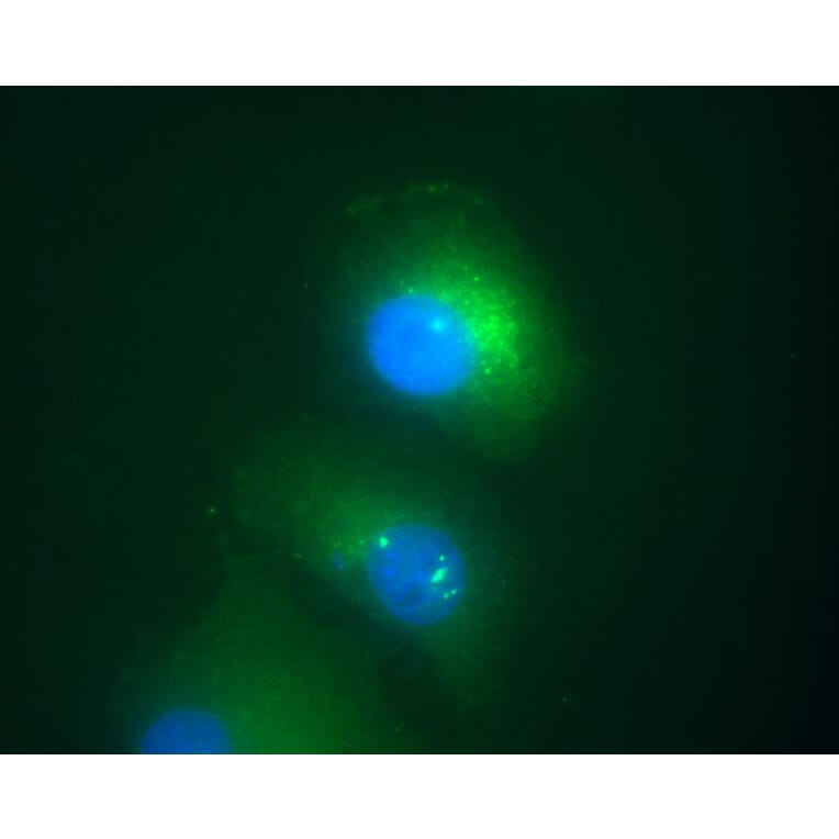 Immunocytochemistry - Anti-Daxx Antibody [DAXX-01] (A86665) - Antibodies.com