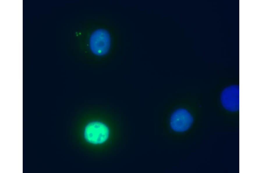 Immunocytochemistry - Anti-Daxx Antibody [DAXX-01] (A86664) - Antibodies.com