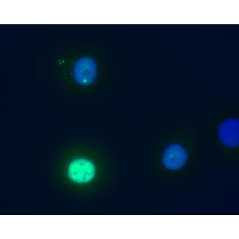 Immunocytochemistry - Anti-Daxx Antibody [DAXX-01] (A86664) - Antibodies.com