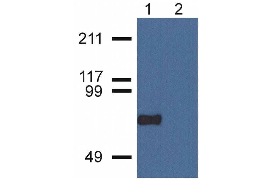WB - Anti-CPNE7 Antibody [CPNE7-01] (A86676)